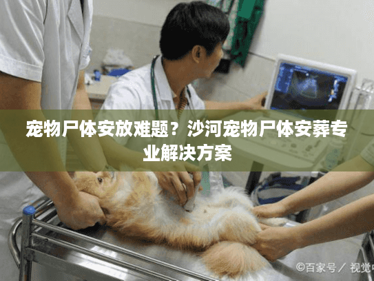 宠物尸体安放难题？沙河宠物尸体安葬专业解决方案