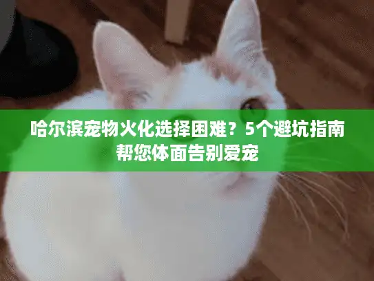 哈尔滨宠物火化选择困难？5个避坑指南帮您体面告别爱宠