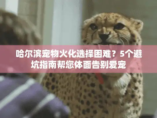 哈尔滨宠物火化选择困难？5个避坑指南帮您体面告别爱宠