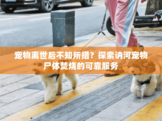 宠物离世后不知所措？探索讷河宠物尸体焚烧的可靠服务