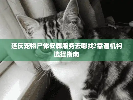 延庆宠物尸体安葬服务去哪找?靠谱机构选择指南