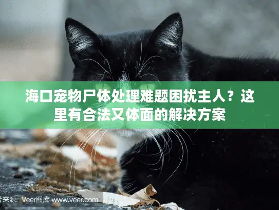 海口宠物尸体处理难题困扰主人？这里有合法又体面的解决方案