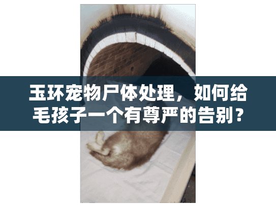 玉环宠物尸体处理,如何给毛孩子一个有尊严的告别? 玉环宠物尸体处理,如何给毛孩子一个有尊严的告别?