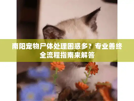 南阳宠物尸体处理困惑多？专业善终全流程指南来解答