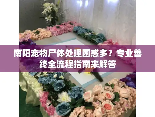 南阳宠物尸体处理困惑多？专业善终全流程指南来解答