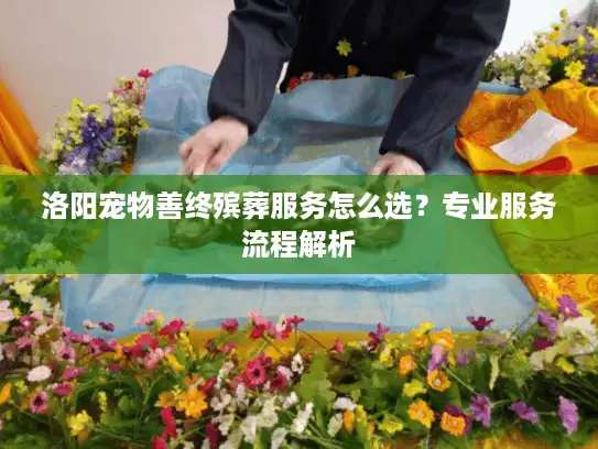 洛阳宠物善终殡葬服务怎么选?专业服务流程解析 洛阳宠物善终殡葬服务怎么选?专业服务流程解析