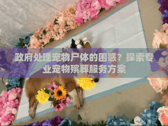 政府处理宠物尸体的困惑？探索专业宠物殡葬服务方案