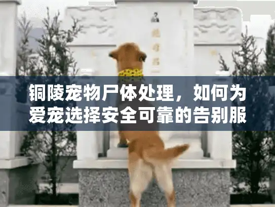 铜陵宠物尸体处理，如何为爱宠选择安全可靠的告别服务？