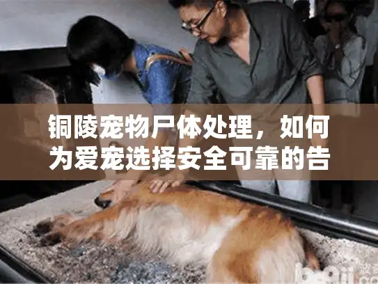 铜陵宠物尸体处理，如何为爱宠选择安全可靠的告别服务？