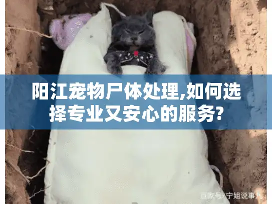 阳江宠物尸体处理,如何选择专业又安心的服务? 阳江宠物尸体处理,如何选择专业又安心的服务?