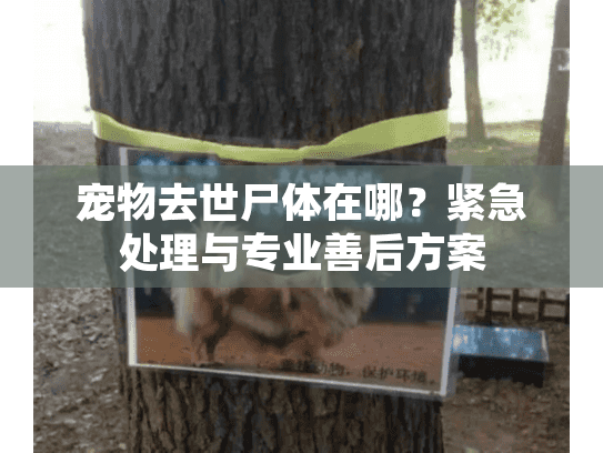 宠物去世尸体在哪？紧急处理与专业善后方案