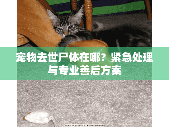 宠物去世尸体在哪？紧急处理与专业善后方案