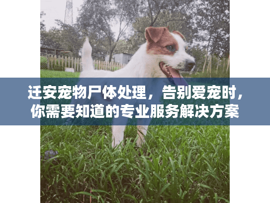迁安宠物尸体处理,告别爱宠时,你需要知道的专业服务解决方案 迁安宠物尸体处理,告别爱宠时,你需要知道的专业服务解决方案