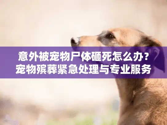 意外被宠物尸体砸死怎么办?宠物殡葬紧急处理与专业服务指南 意外被宠物尸体砸死怎么办?宠物殡葬紧急处理与专业服务指南