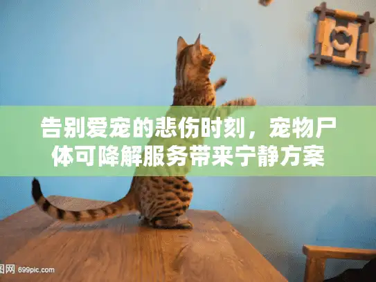 告别爱宠的悲伤时刻,宠物尸体可降解服务带来宁静方案 告别爱宠的悲伤时刻,宠物尸体可降解服务带来宁静方案