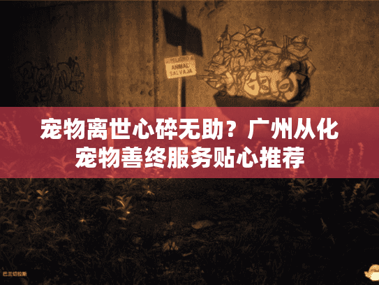 宠物离世心碎无助？广州从化宠物善终服务贴心推荐