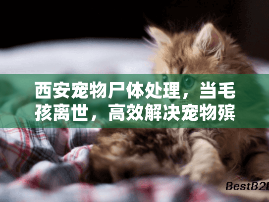 西安宠物尸体处理，当毛孩离世，高效解决宠物殡葬服务的全方位指南