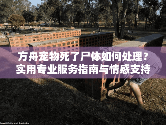 方舟宠物死了尸体如何处理？实用专业服务指南与情感支持方案