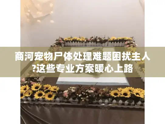 商河宠物尸体处理难题困扰主人?这些专业方案暖心上路