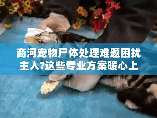 商河宠物尸体处理难题困扰主人?这些专业方案暖心上路