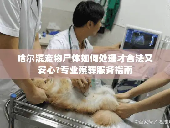 哈尔滨宠物尸体如何处理才合法又安心?专业殡葬服务指南 哈尔滨宠物尸体如何处理才合法又安心?专业殡葬服务指南