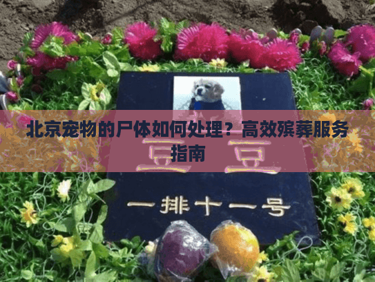 北京宠物的尸体如何处理？高效殡葬服务指南