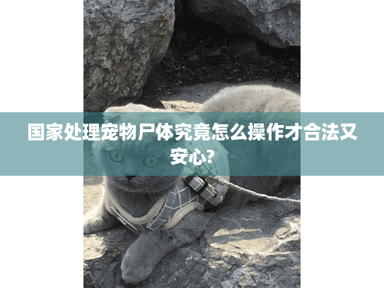 国家处理宠物尸体究竟怎么操作才合法又安心?