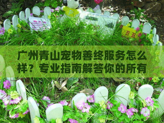 广州青山宠物善终服务怎么样？专业指南解答你的所有疑问