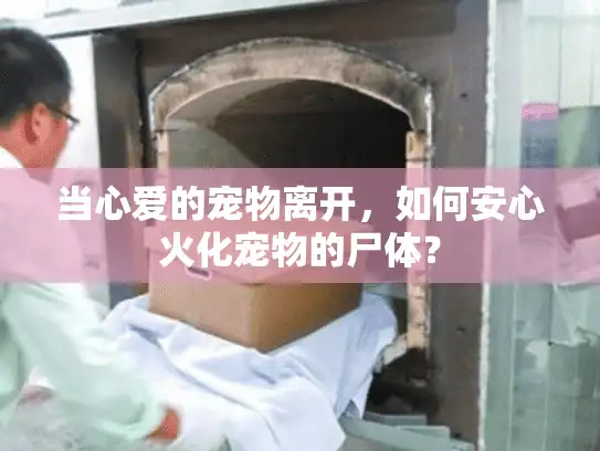 当心爱的宠物离开，如何安心火化宠物的尸体？