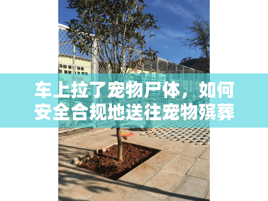 车上拉了宠物尸体，如何安全合规地送往宠物殡葬服务机构？
