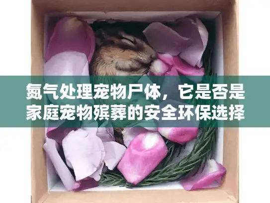 氮气处理宠物尸体，它是否是家庭宠物殡葬的安全环保选择？
