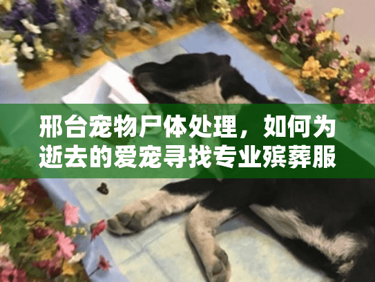 邢台宠物尸体处理，如何为逝去的爱宠寻找专业殡葬服务？