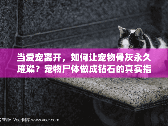 当爱宠离开，如何让宠物骨灰永久璀璨？宠物尸体做成钻石的真实指南