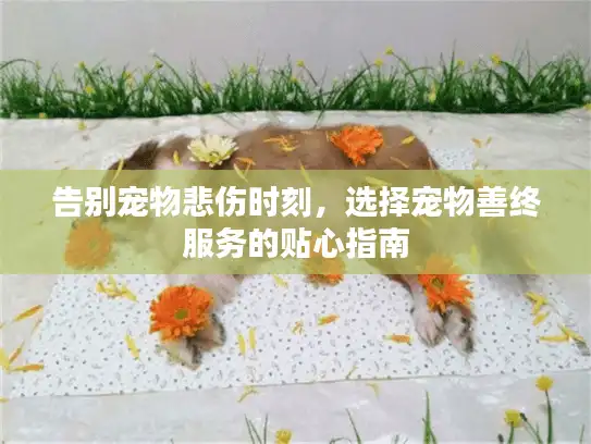 告别宠物悲伤时刻，选择宠物善终服务的贴心指南