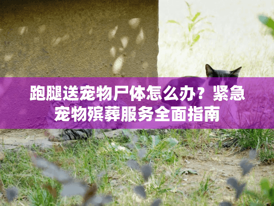 跑腿送宠物尸体怎么办？紧急宠物殡葬服务全面指南