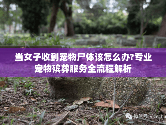 当女子收到宠物尸体该怎么办?专业宠物殡葬服务全流程解析