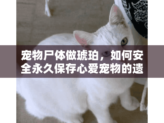 宠物尸体做琥珀，如何安全永久保存心爱宠物的遗体？