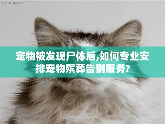 宠物被发现尸体后,如何专业安排宠物殡葬告别服务? 宠物被发现尸体后,如何专业安排宠物殡葬告别服务?