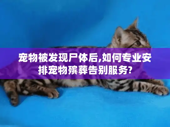 宠物被发现尸体后,如何专业安排宠物殡葬告别服务? 宠物被发现尸体后,如何专业安排宠物殡葬告别服务?