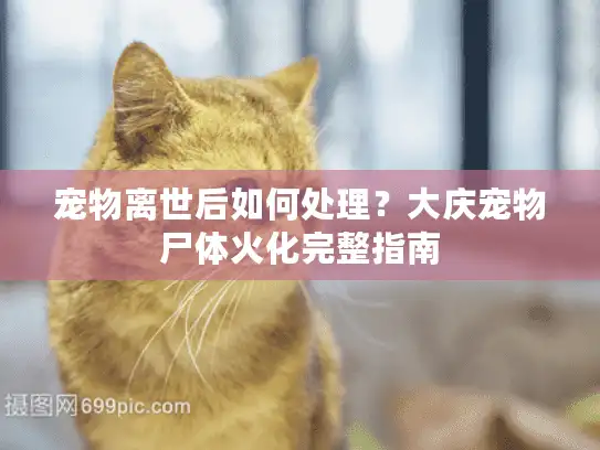 宠物离世后如何处理？大庆宠物尸体火化完整指南