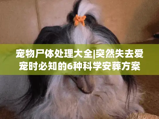 宠物尸体处理大全|突然失去爱宠时必知的6种科学安葬方案