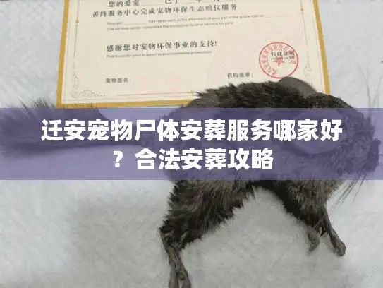 迁安宠物尸体安葬服务哪家好？合法安葬攻略