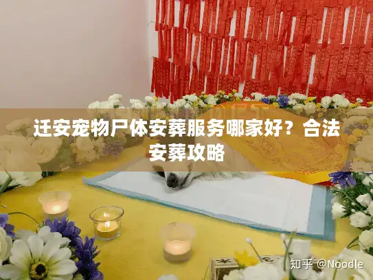 迁安宠物尸体安葬服务哪家好？合法安葬攻略