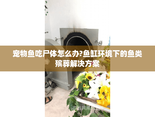宠物鱼吃尸体怎么办?鱼缸环境下的鱼类殡葬解决方案