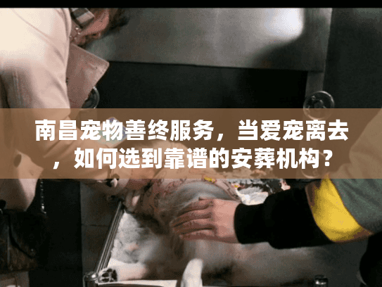 南昌宠物善终服务，当爱宠离去，如何选到靠谱的安葬机构？