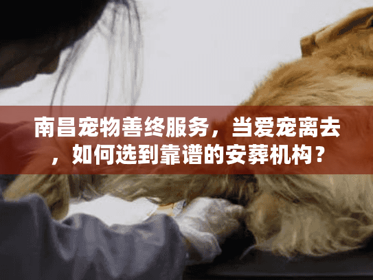 南昌宠物善终服务，当爱宠离去，如何选到靠谱的安葬机构？