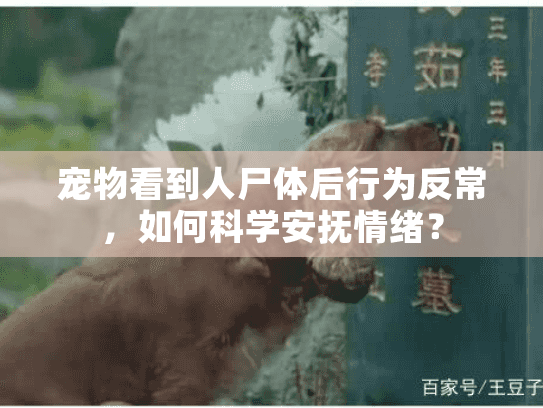宠物看到人尸体后行为反常，如何科学安抚情绪？