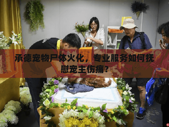 承德宠物尸体火化，专业服务如何抚慰宠主伤痛？