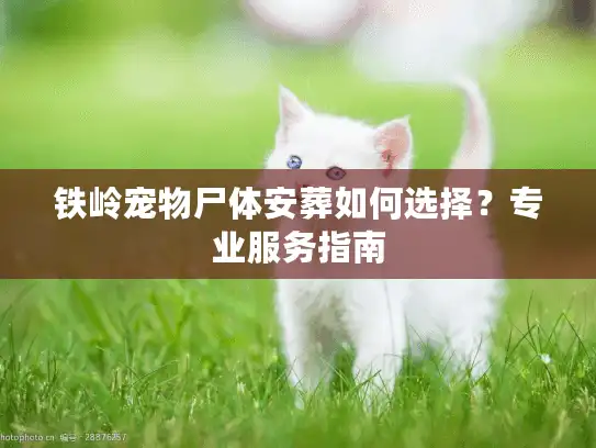 铁岭宠物尸体安葬如何选择?专业服务指南 铁岭宠物尸体安葬如何选择?专业服务指南