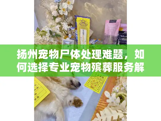 扬州宠物尸体处理难题，如何选择专业宠物殡葬服务解决方案？
